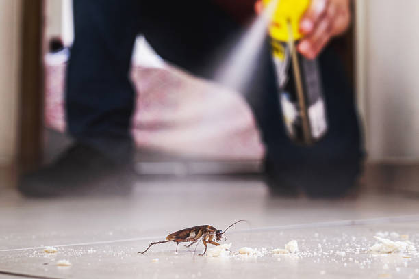 Best Local Pest Control Services  in Azalea Park, FL
